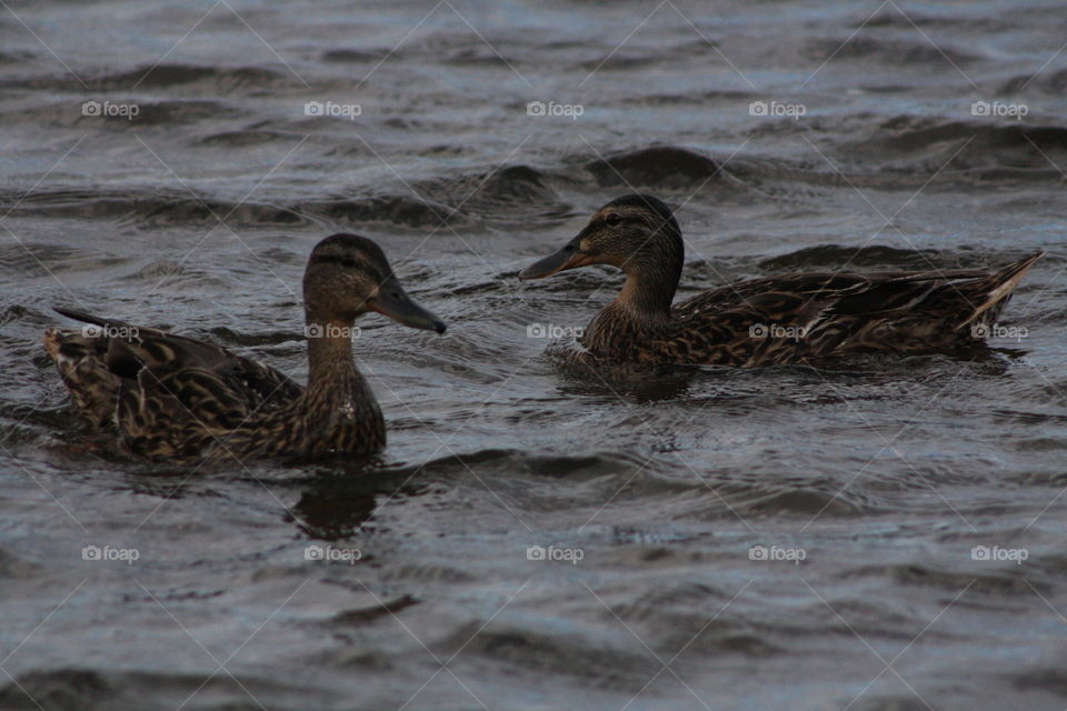 Ducks