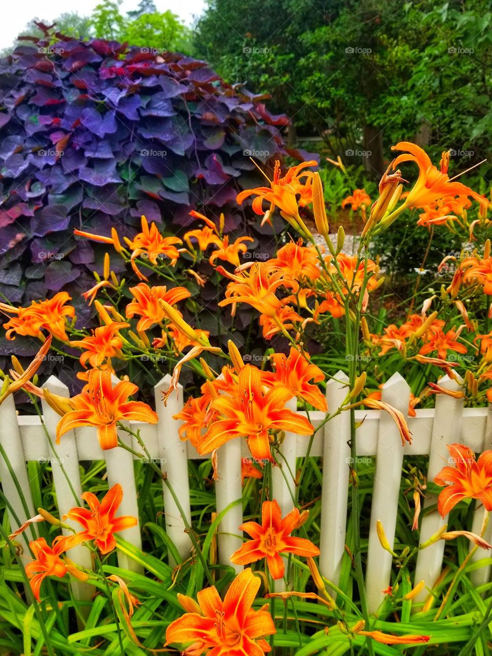tiger lilies in a row
