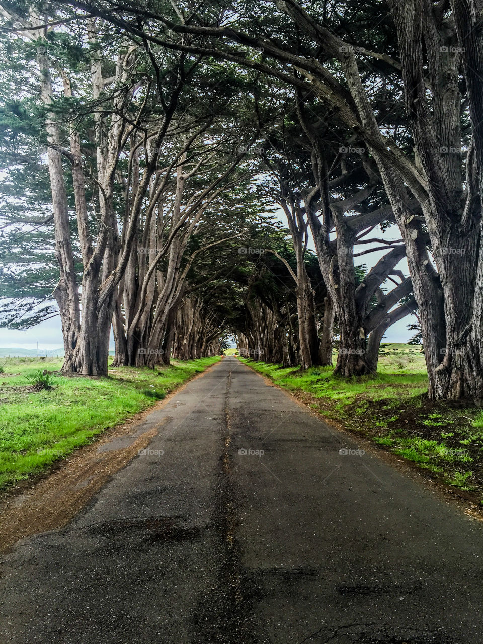 Cypress Tree Tunnel at Point Reyes National Seashore 