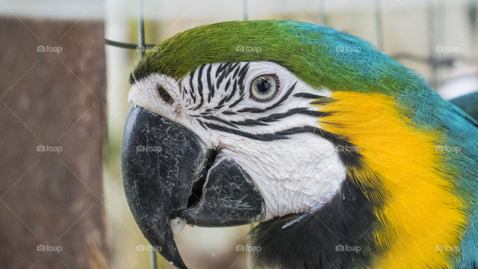 Giselle,  The Macaw