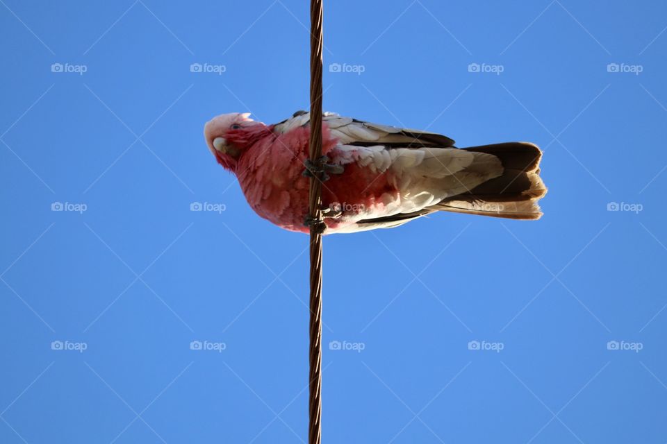 Pink Galah cockatoo parrot perched high up on an electrical wire looking down 