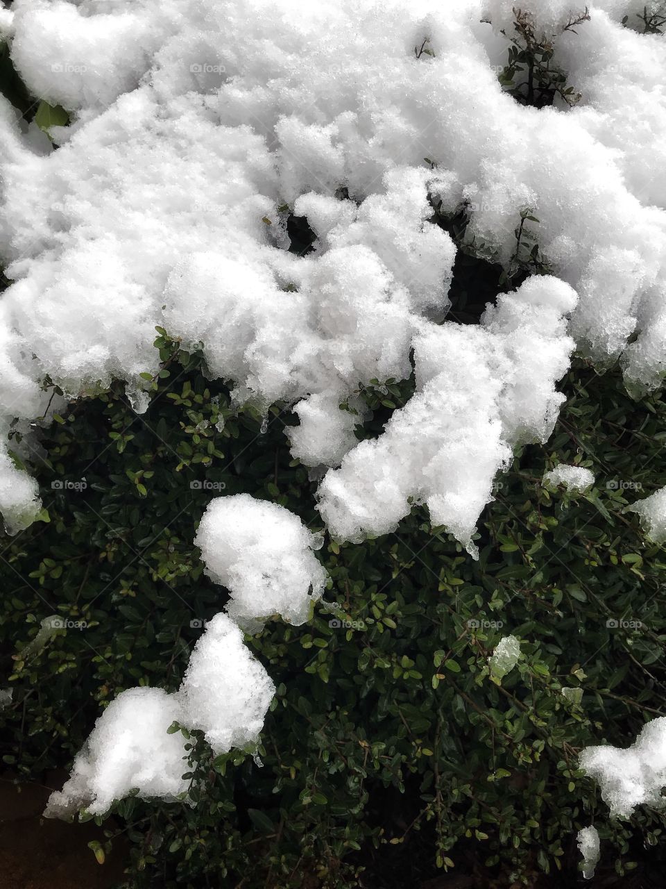Snow-Covered Bush