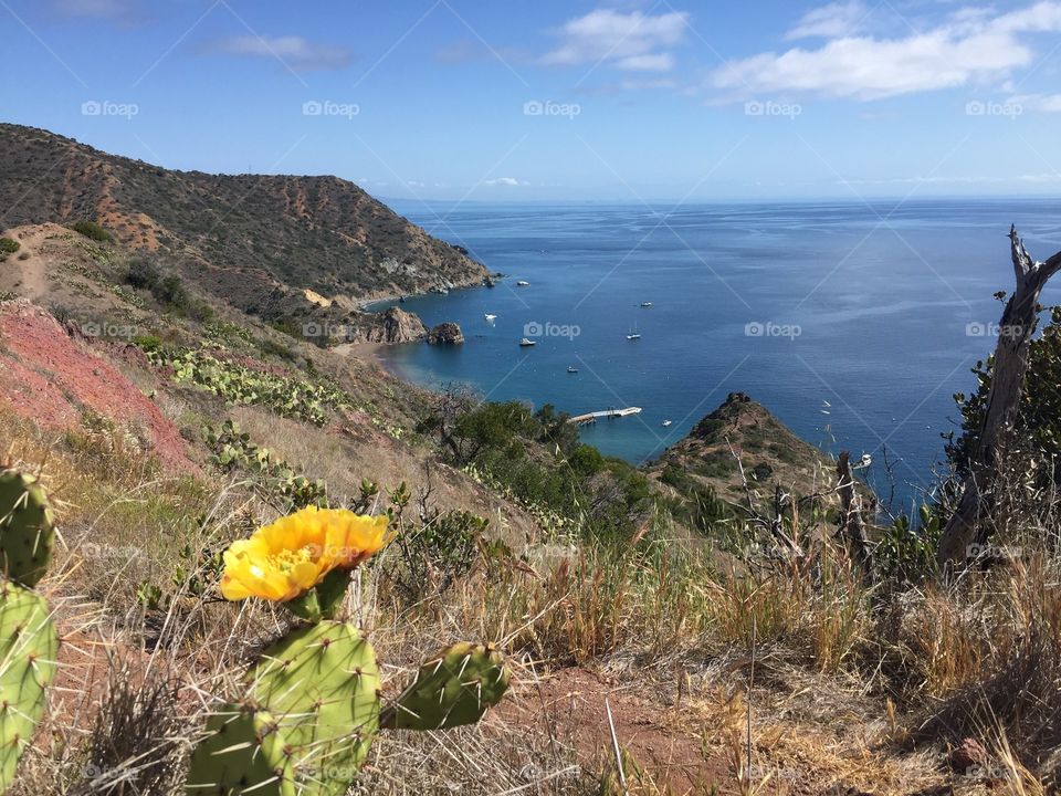 Catalina Desert Island