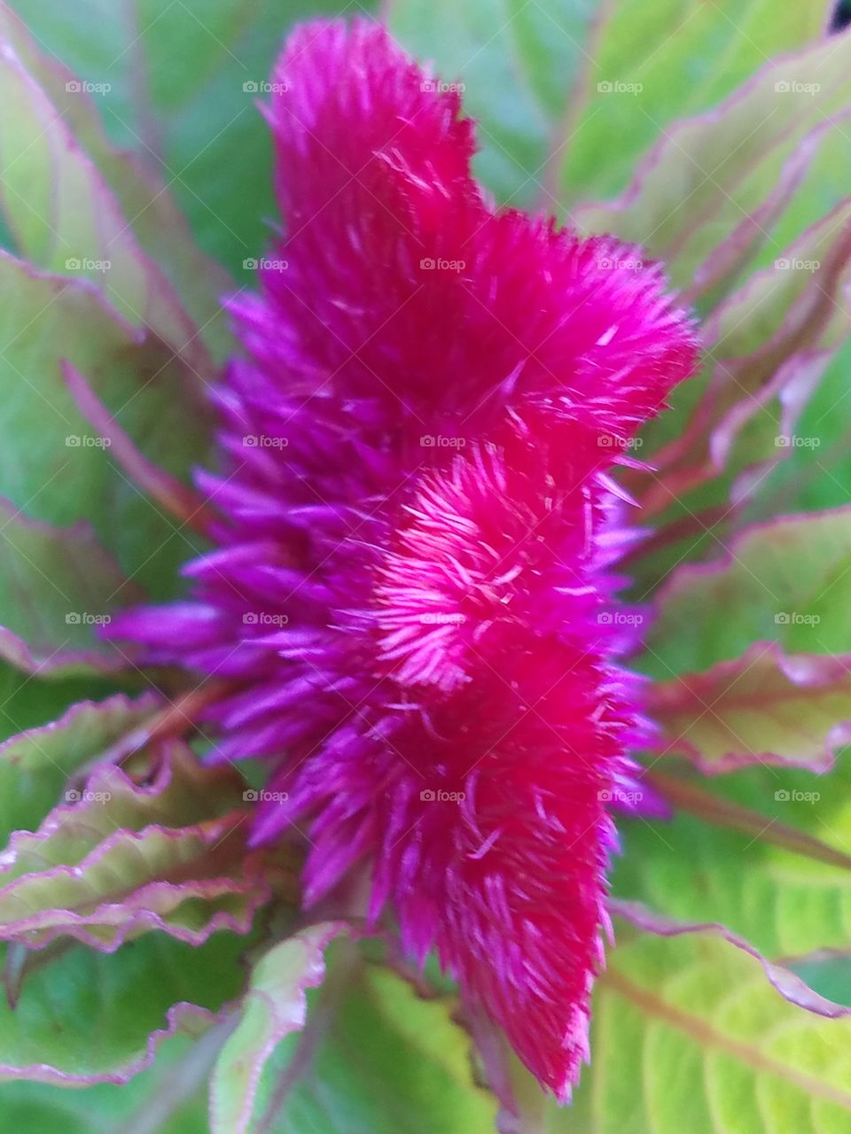 Brilliant color flower