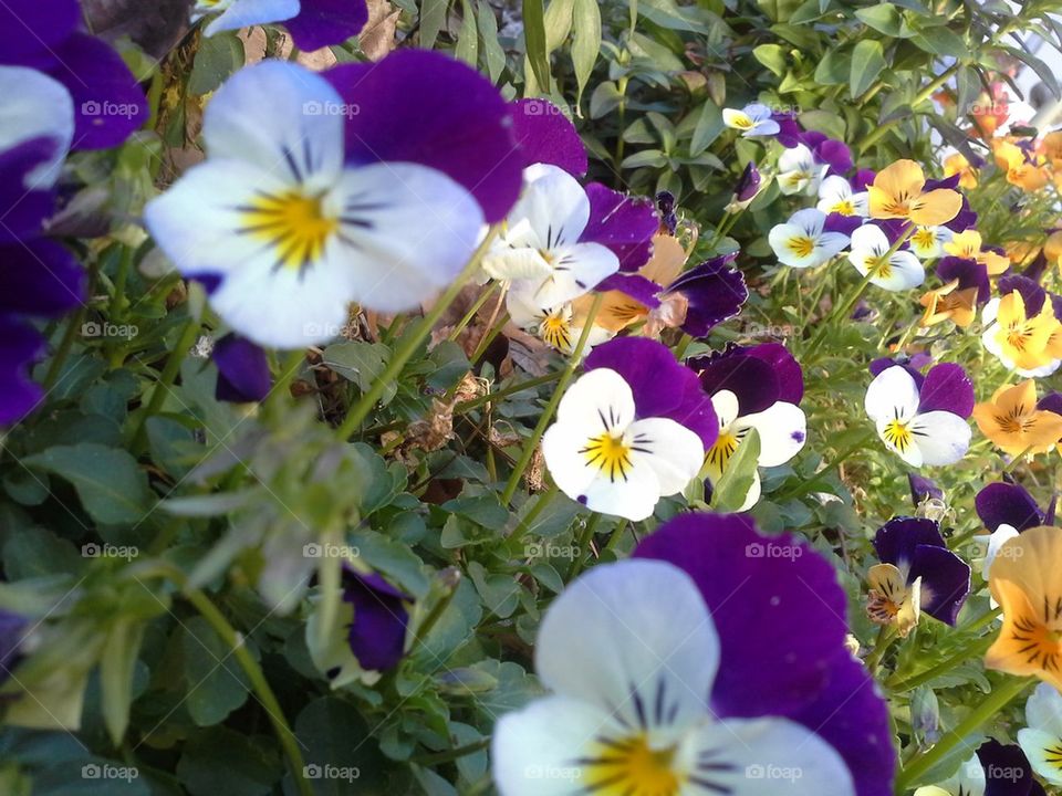 violas 1