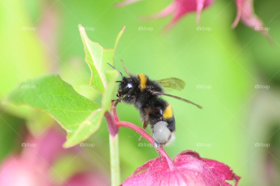 Bumble bee on Leycesteria Formosa