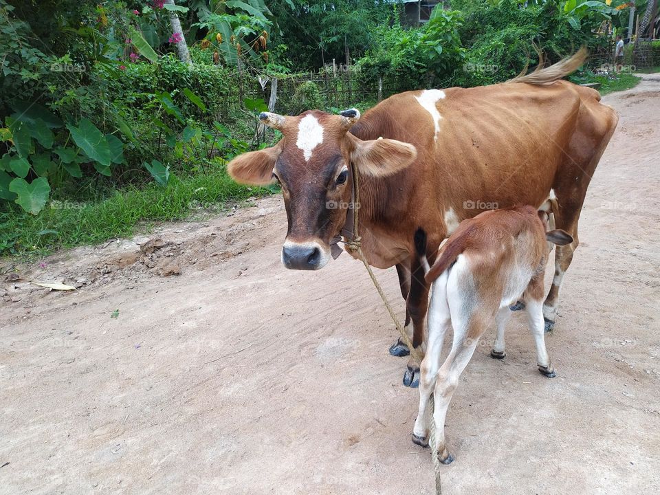 cow and its baby lovely cow feeding its cub