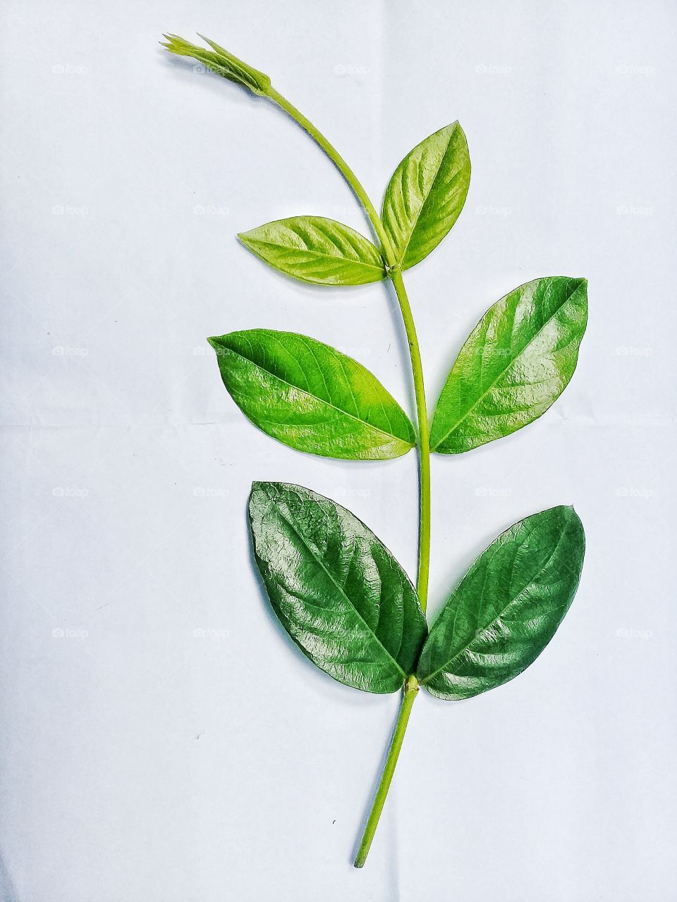 Leaf.This photo can be used as a recommendation for commercial or editorial related to nature or greening or for the logo shirts,clothing,industrial goods.Seruyan,Central Kalimantan Indonesia on December 5,2019