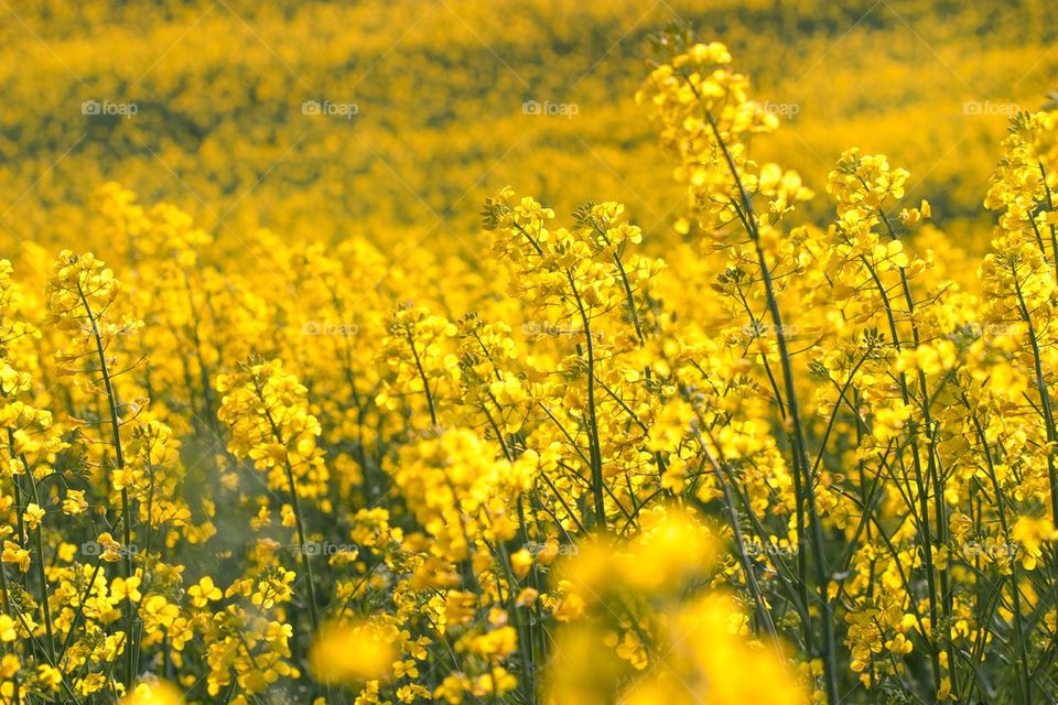 Field of rapeseed