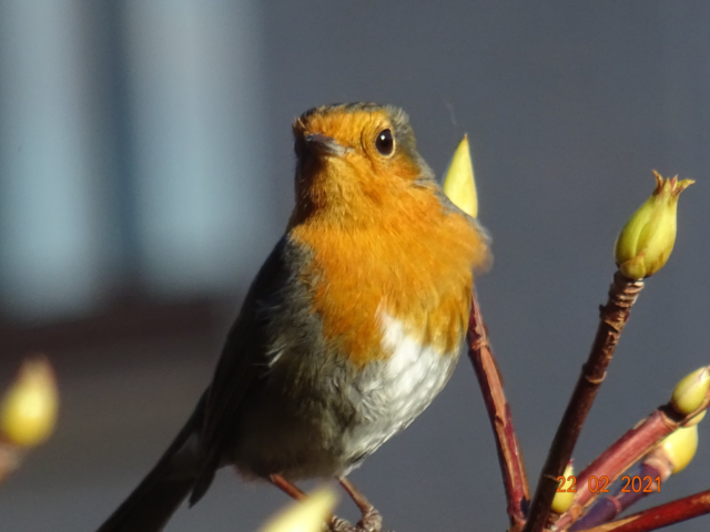 My robin