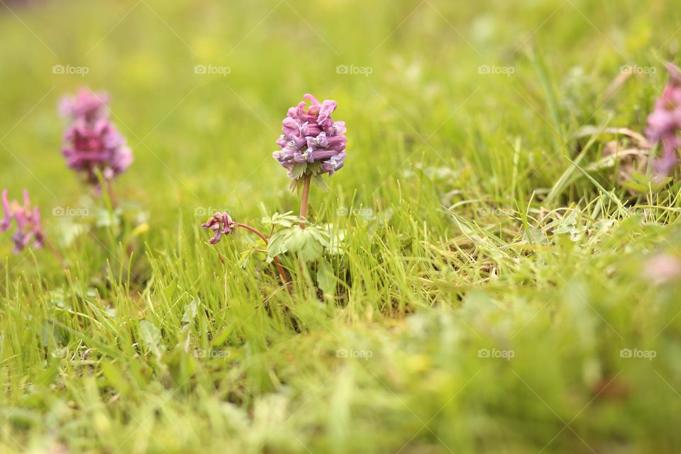 first flowers