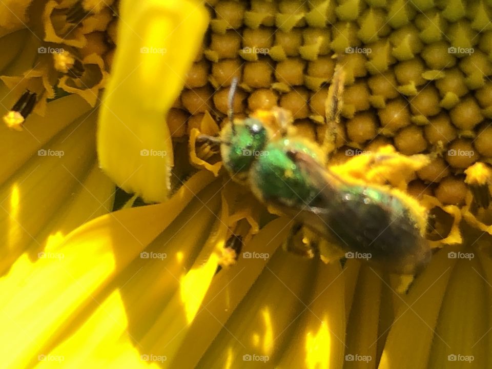 Metallic blue green bee on sunflower