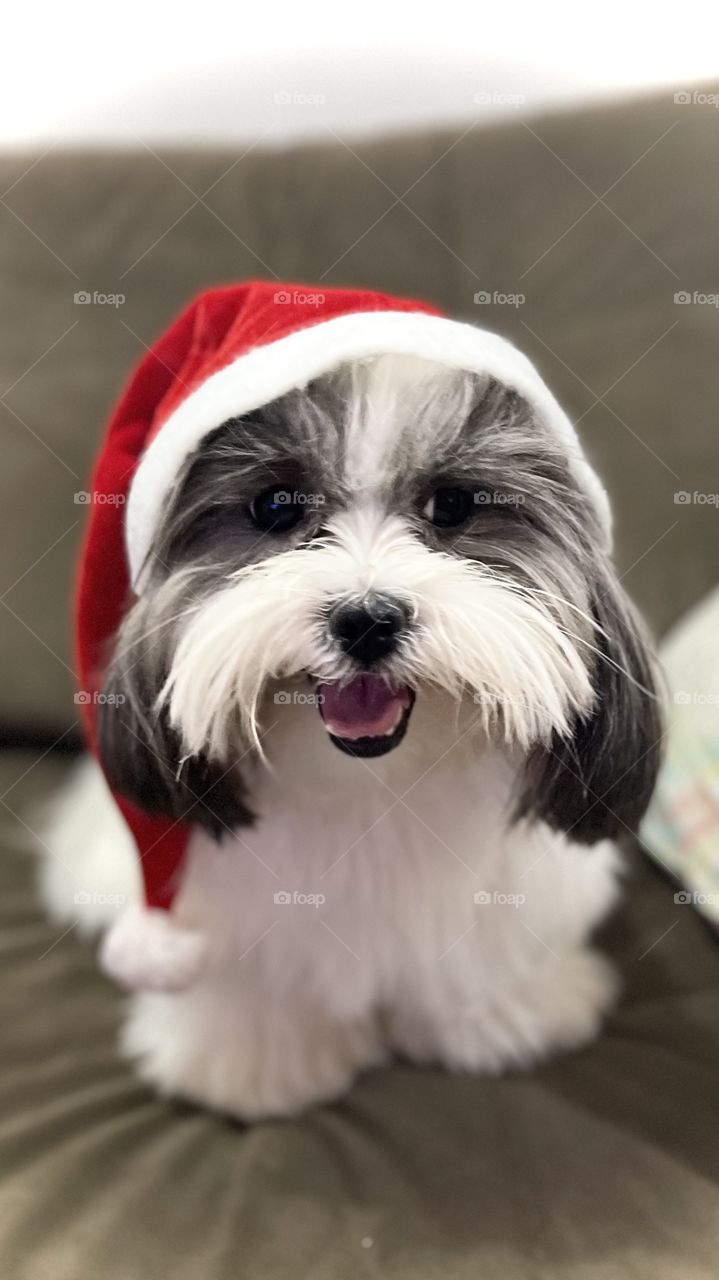 Maya em clima de natal hohoho🎅🏻