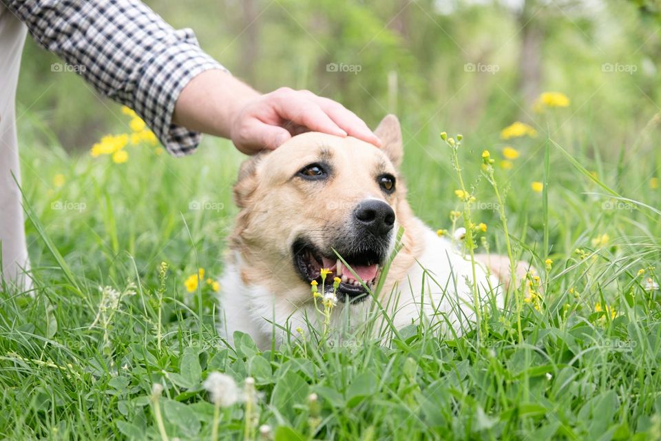 cute dog on a walk