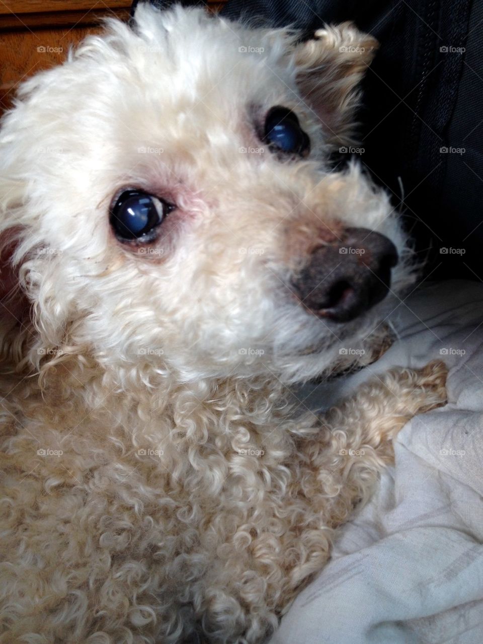 Dog Canine Poodle Purebred