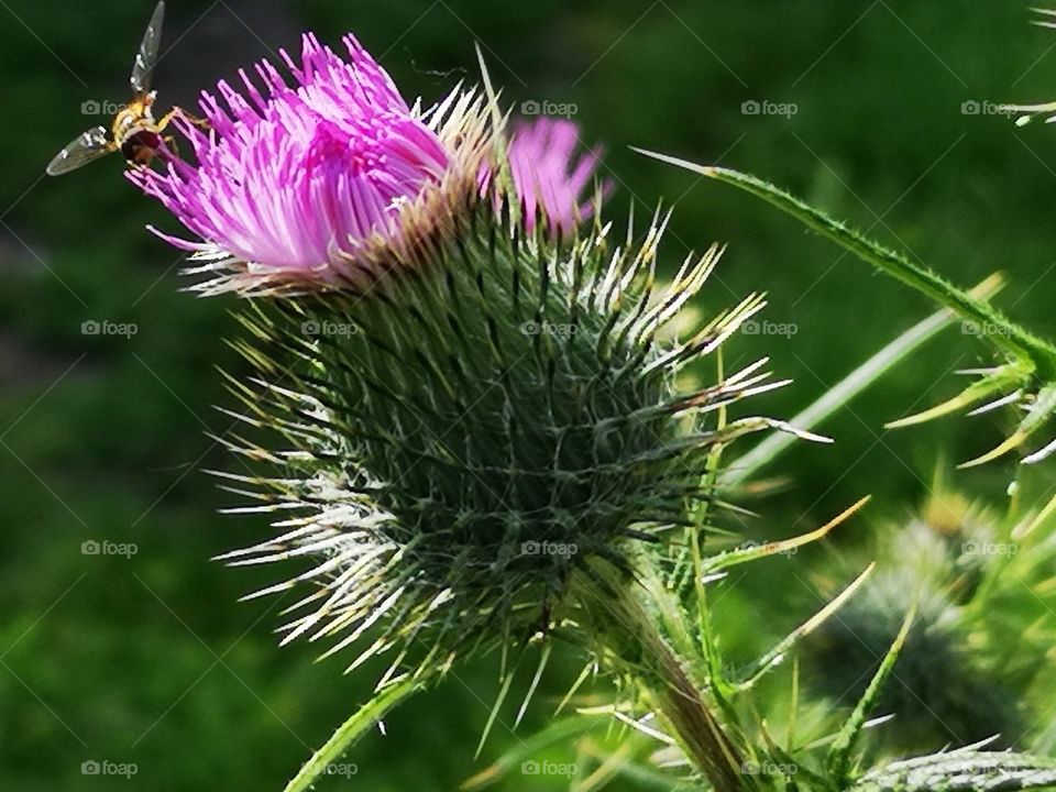 thistle with insect