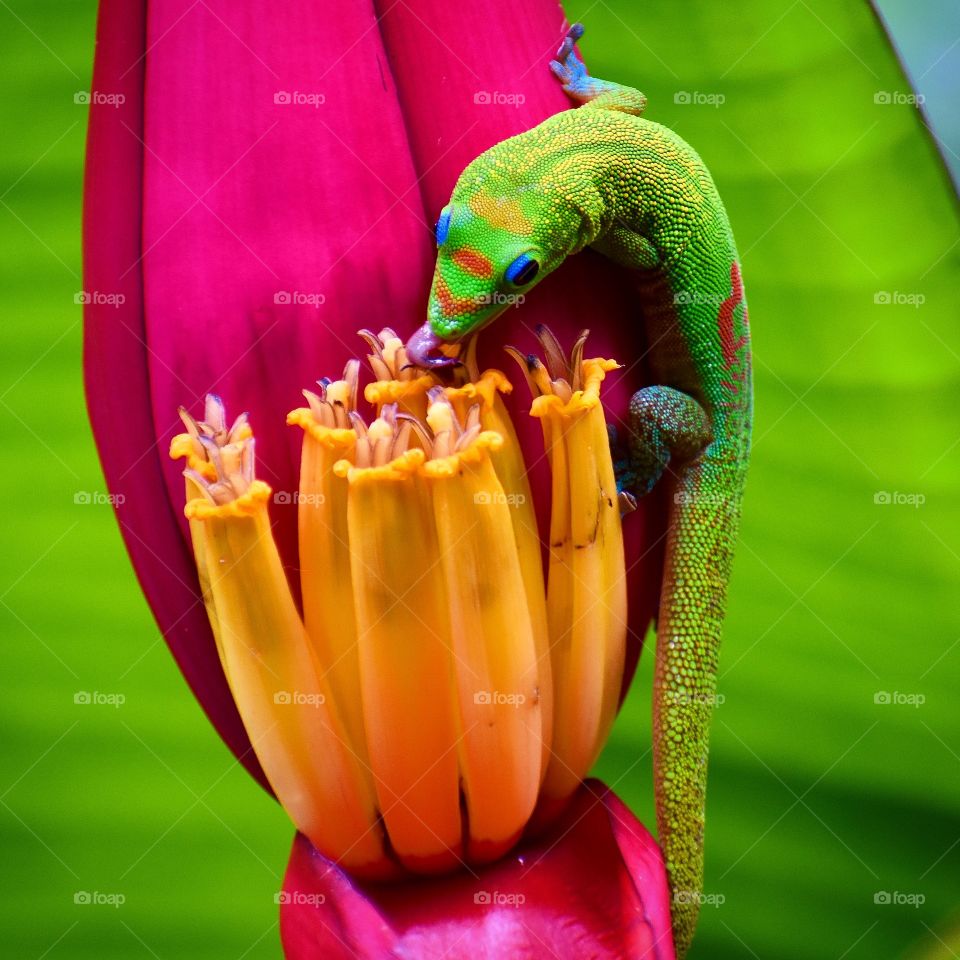 A colorful gecko taking a long cool drink from the bell of a tropical plant.