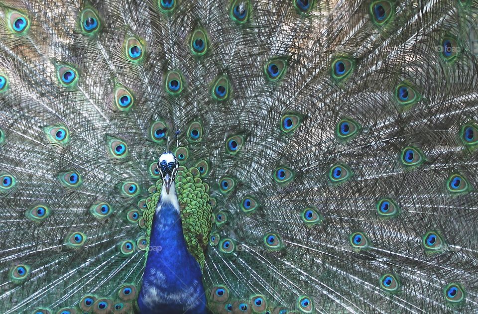 peacock