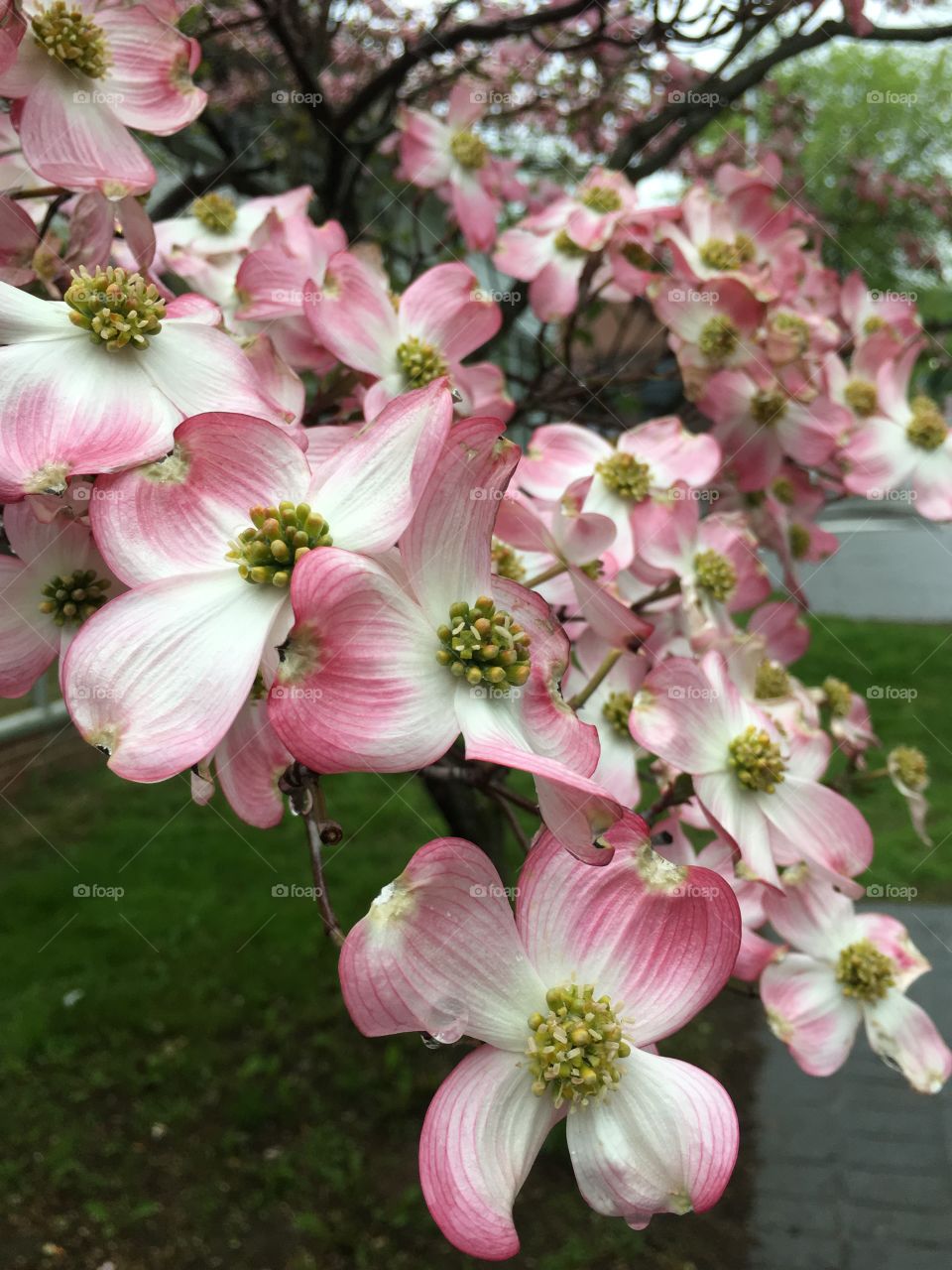 Rainy day dogwoods