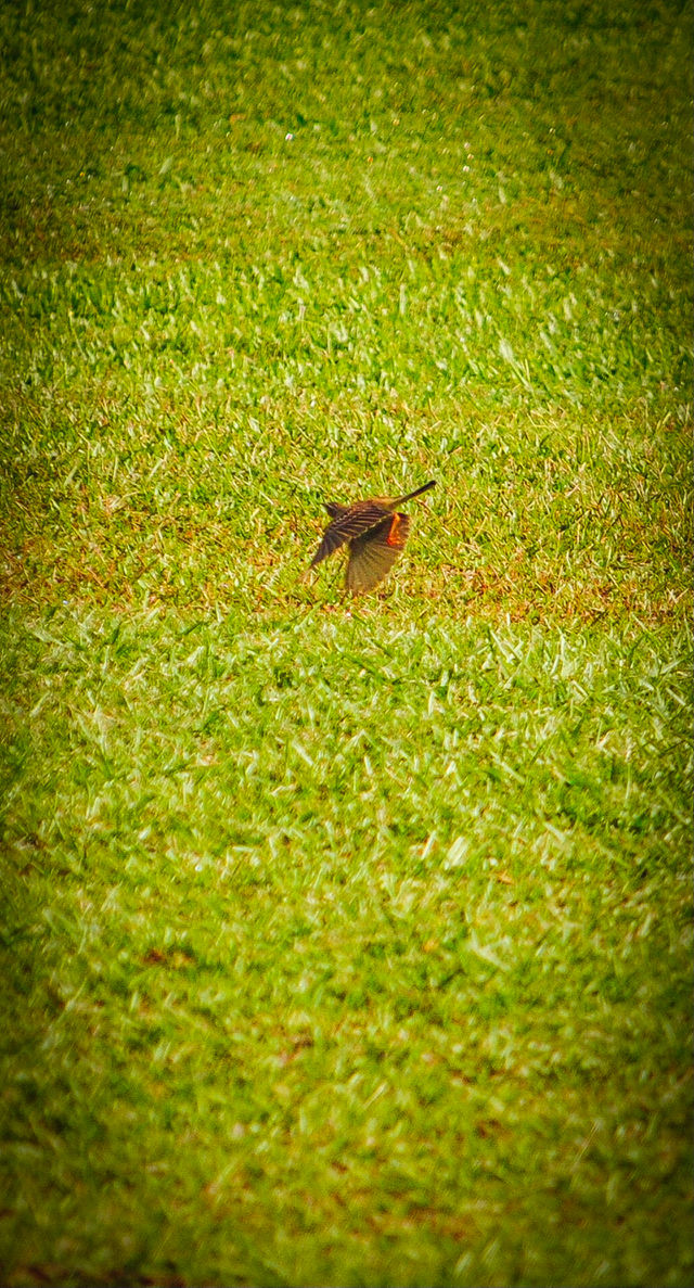A bird flying low in a park 