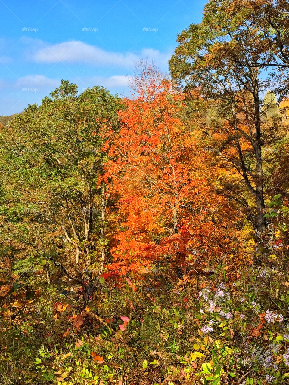 Fall tree by the lake