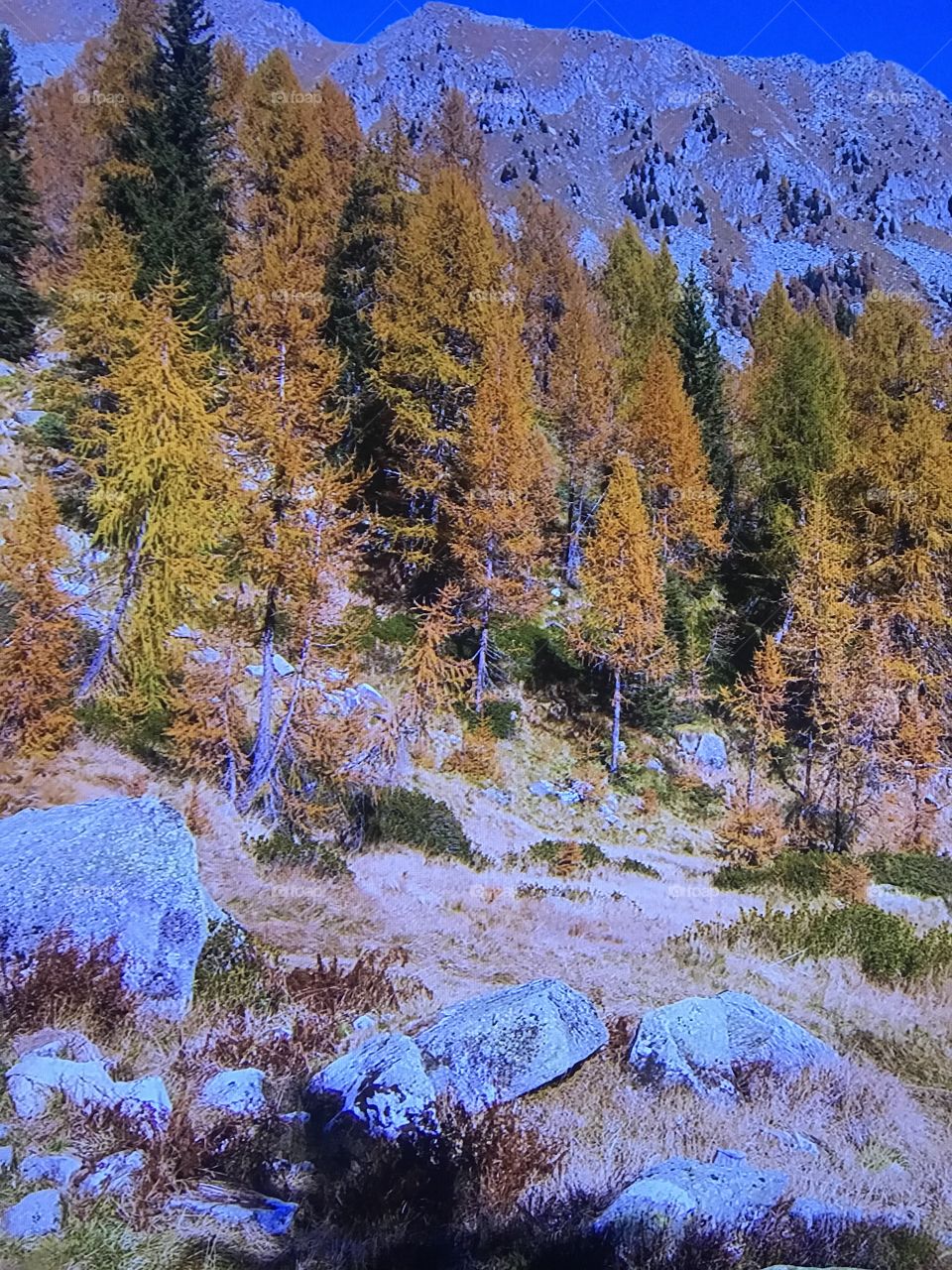 Washington park view