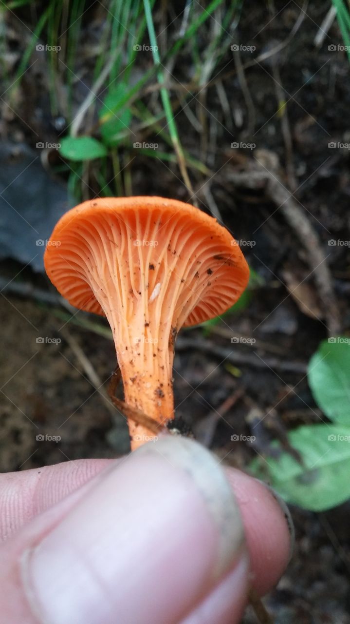 mushroom