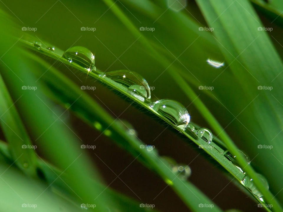 rain drops