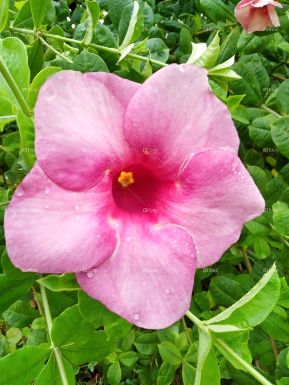 Flower. (Allamanda blanchetii)