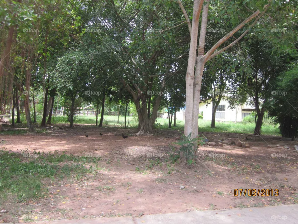tree