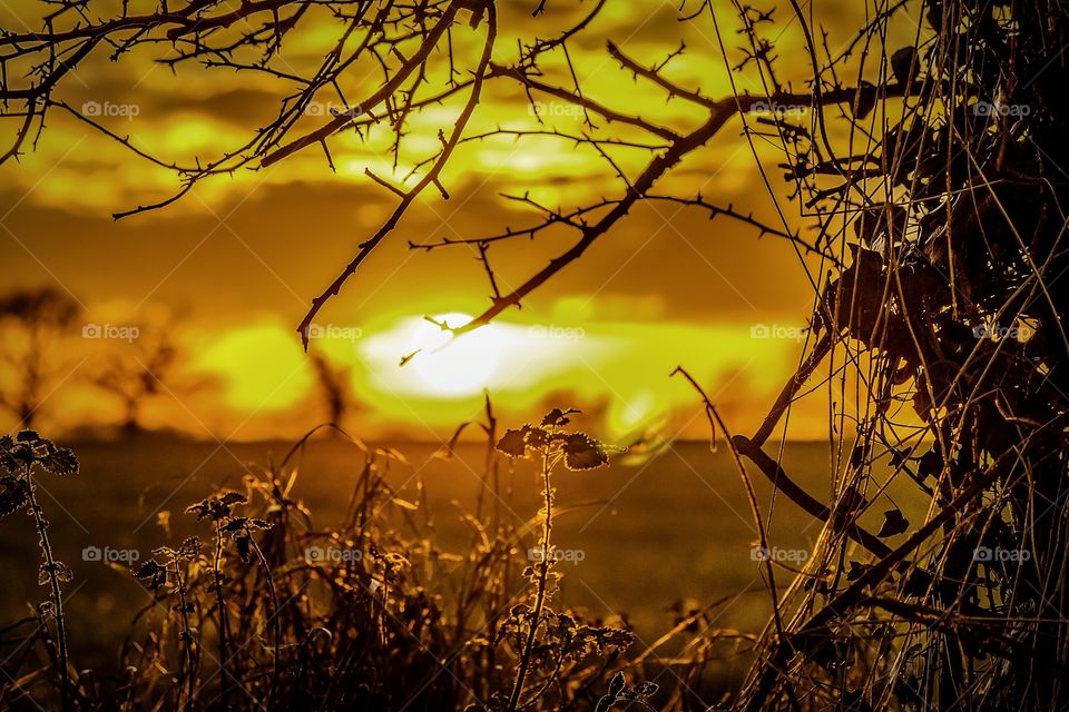 Sunset over a field.