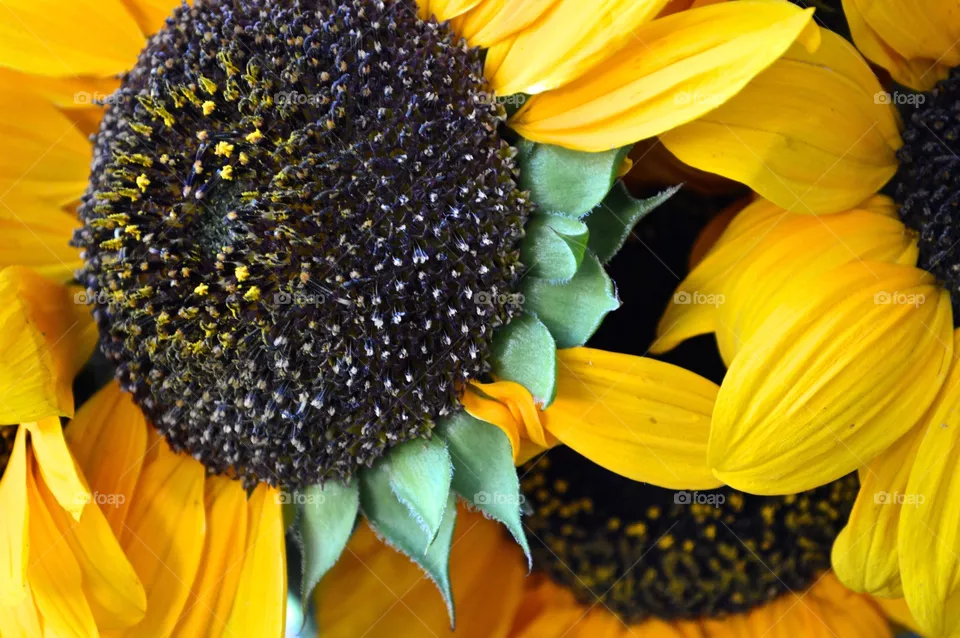 Sunflower 