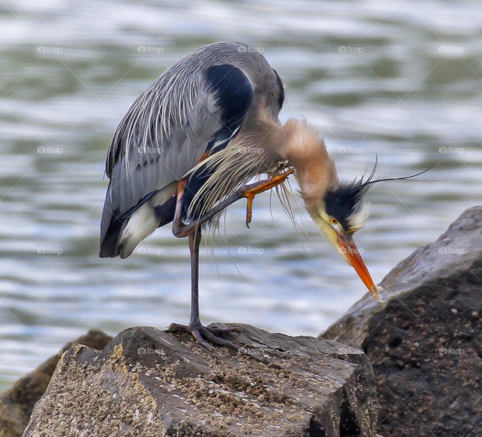 Great Blue Heron looking disheveled on a windy day