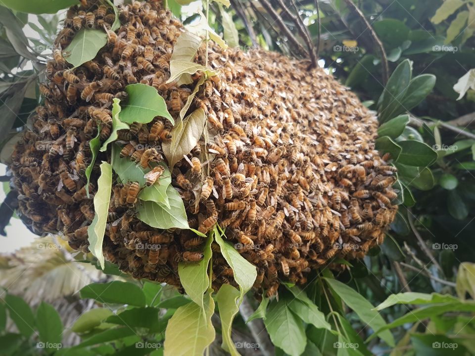 Bee Swarm in tree nature