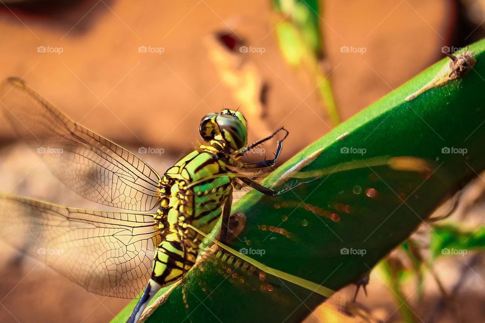 green dragonfly