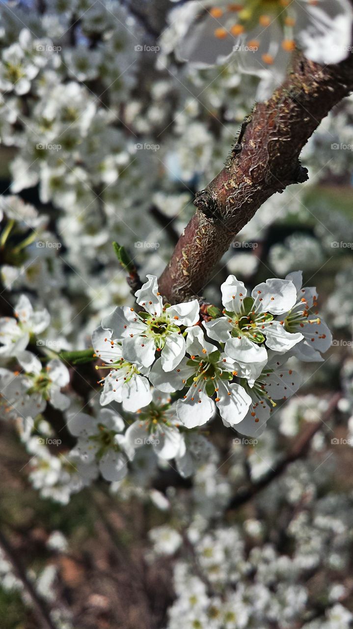 Peach Blossoms