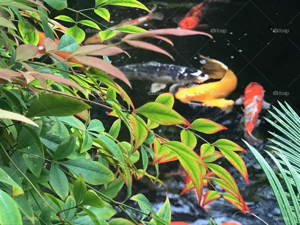 Koi with Green Leaves 