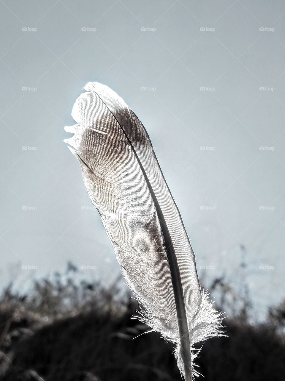 feather