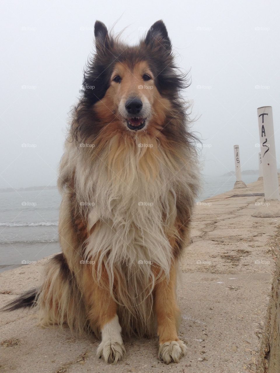 My collie dog Lassie  at the beach, sitting on a pier on the sea and close to water in a foggy morning near the shore