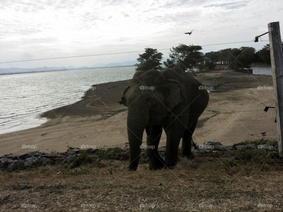 Wild Elephant near the main road swimming the lake, looking for food... Udawalava national park Sri Lanka.