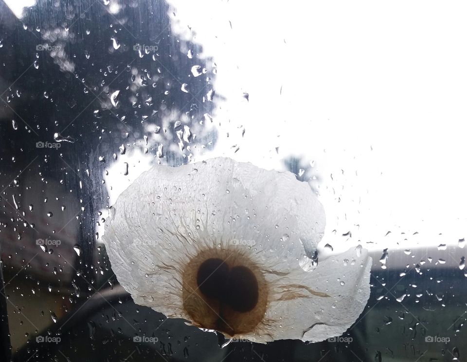 Flower in rain