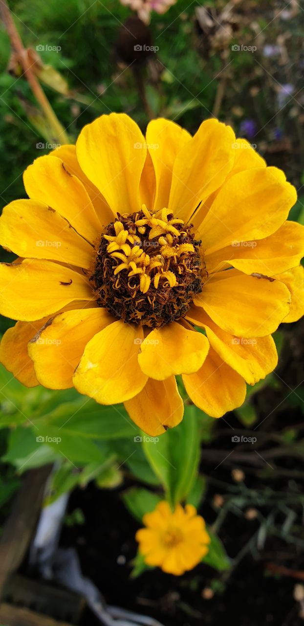 Yellow flower