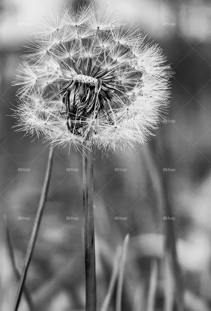 Dandelion black and white