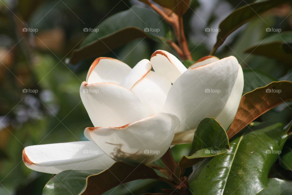 No Person, Flower, Leaf, Nature, Flora