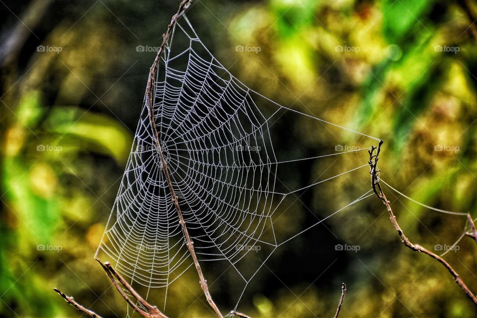 Cob web is one of the wonderful natural constructions