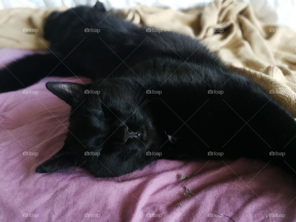 Napping on my bed aka my mom's bed which technically means my bed