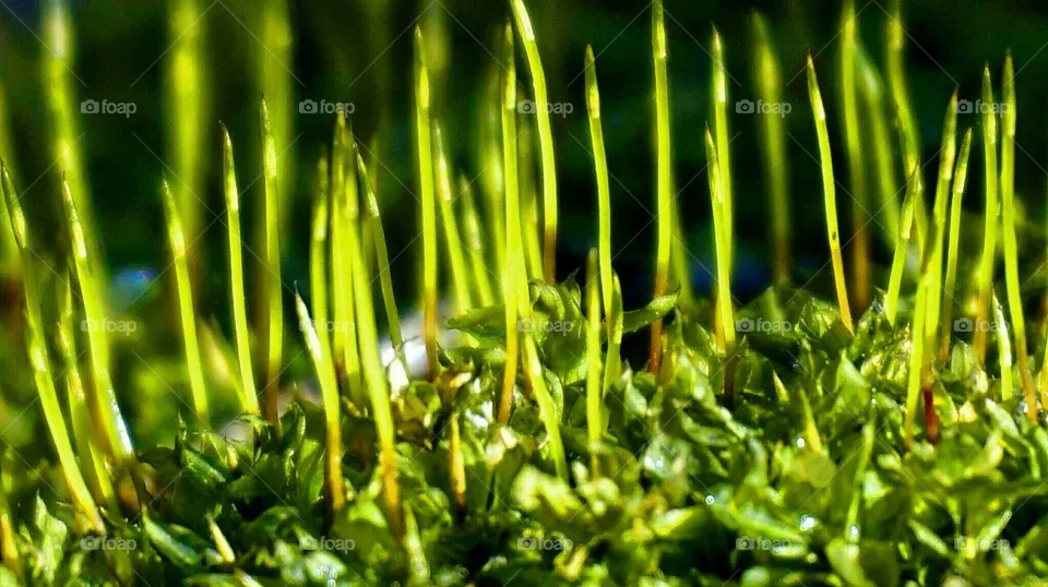 green