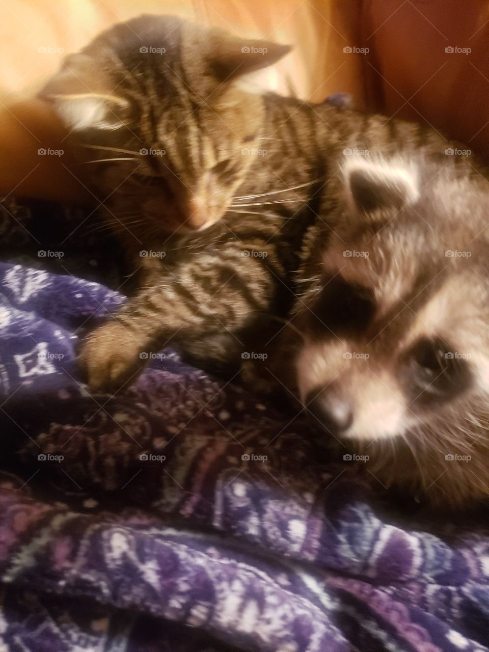 Cat and Baby Raccoon Playing