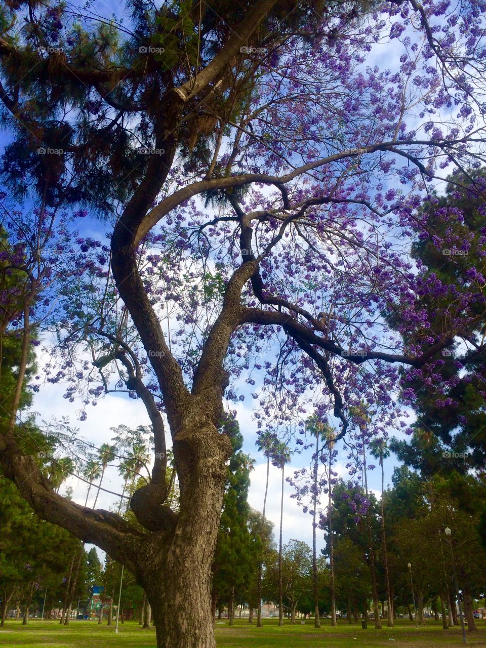 The Jacaranda tree 