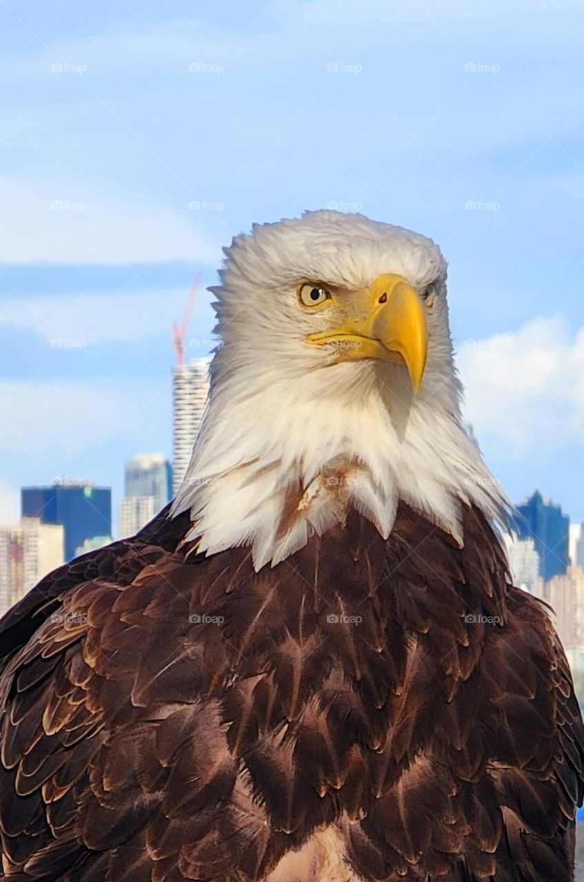 Bald eagles in Vancouver